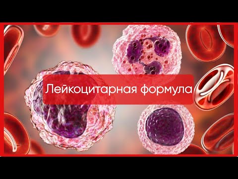 Видео: Лейкоцитарная формула