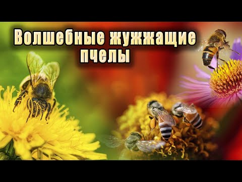 Видео: Мощные целительные звуки жужжания пчел