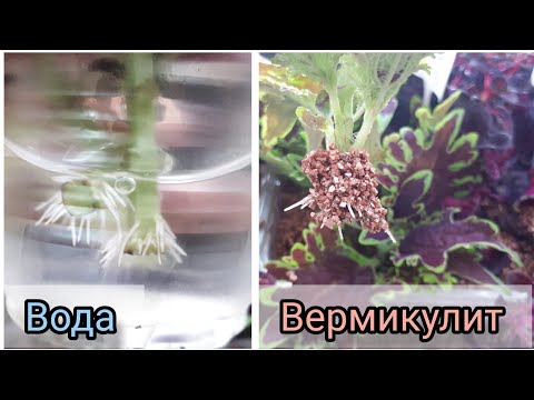 Видео: КОЛЕУСЫ. Мне очень понравилось в ВЕРМИКУЛИТЕ!