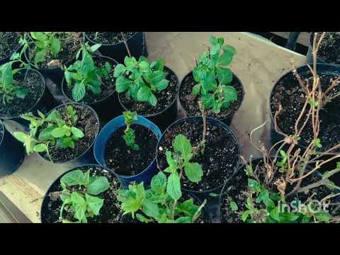 Видео: БИЗНЕС НА ПОЛУФАБРИКАТАХ.  НОВАЯ СХЕМА ПОДКОРМОК!!!