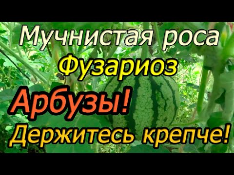 Видео: Мучнистая роса и фузариоз на арбузах! Спасаем урожай! Взвешиваем арбузы на плетях!