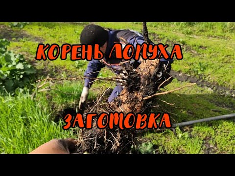 Видео: #ЛОПУХ . Заготовка корней лопуха