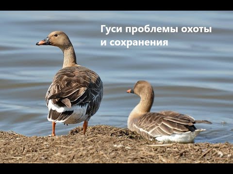 Видео: Гуси: проблемы охоты и сохранения