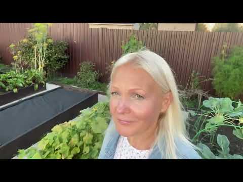 Видео: На дачу в деревню#Обзор вечернего сада#06сентября2024#сад#огород#дача#деревня#garden