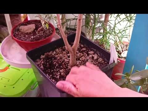 Видео: Реанимация фикусов. Зимняя полуспячка. Фикусы Али, Бенджамина, Моник, Мелани, бенгальский.