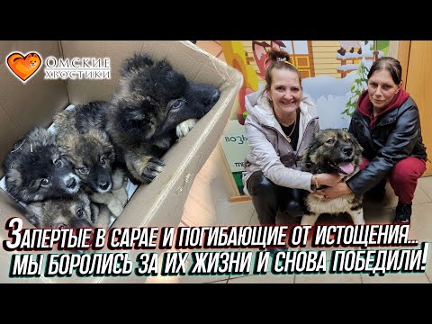 Видео: Запертые в сарае и погибающие от истощения… Мы боролись за их жизни и снова ПОБЕДИЛИ! | Вена