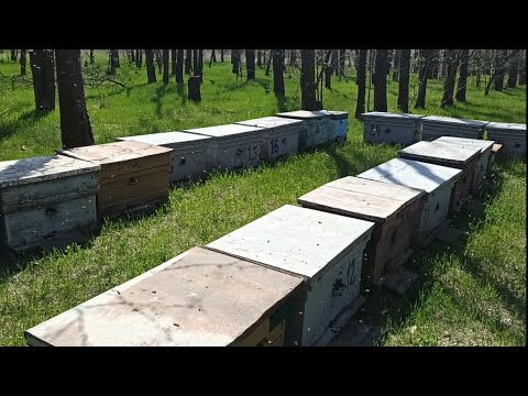 Видео: ПЧЁЛЫ 🐝🐝. КАКИЕ УЛЬЯ ЛУЧШЕ, ППУ, ЛЕЖАК, КОРПУСНЫЕ???