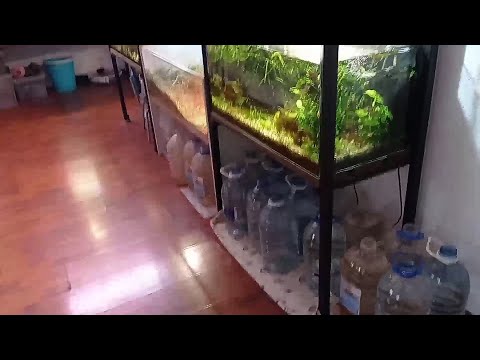Видео: Меня достал этот аквариумный бардак