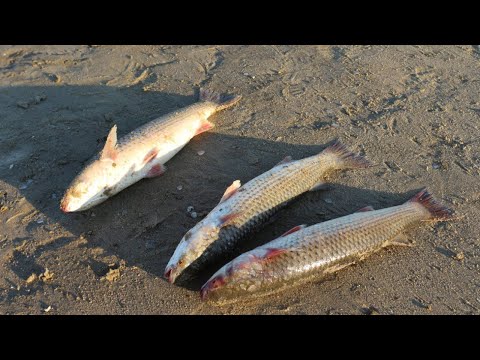 Видео: РЫБАЛКА на ПЕЛЕНГАСА на ДОНУ!!! ОХОТА за ПЕЛЕНГАСА в реке ДОН!!!