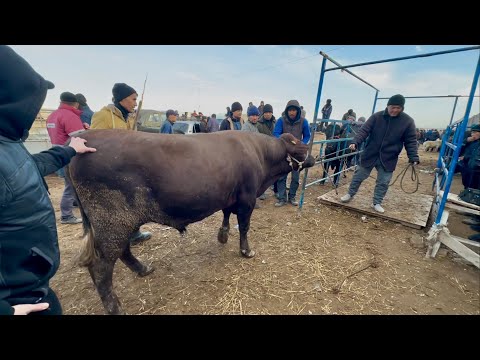 Видео: ХОРАЗМ МОЛ БОЗОРИ КАТТА ХЎКИЗЛАР НАРХЛАРИ ШОВОТ 6-ноября 2024 г.