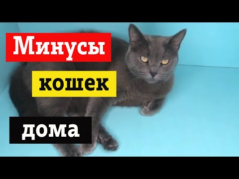 Видео: Минусы содержания кота дома / Не заводи кошку пока не посмотришь это видео