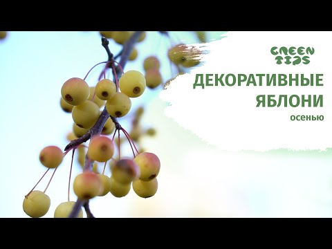 Видео: Декоративная яблоня. Самые красивые сорта осенью.