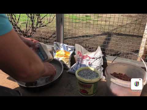 Видео: Кормление голубей минералами