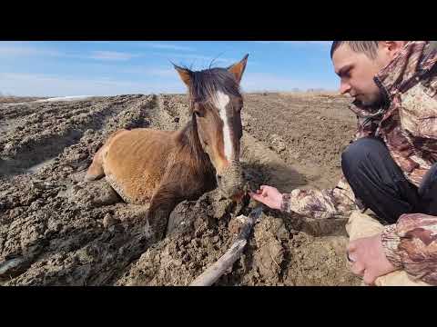 Видео: Вытащили ЛОШАДЬ вездеходом ШЕРП!!! Слабонервным не смотреть.