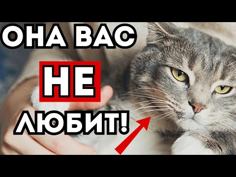 Видео: 12 признаков, что кошка Вас не любит!:(