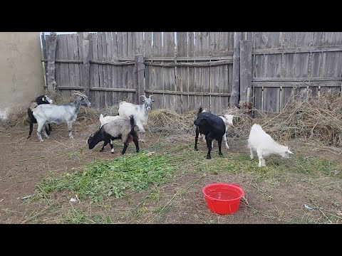 Видео: Ауыл тынысы.Нұрпейіс ағаның шағын шаруашылығы.