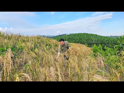 Видео: Сбор риса, выращивание множества других овощей, производство удобрений, жизнь за городом.