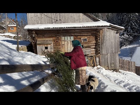 Видео: Сьогодні гарна погода в горах, заготовляємо хвою для кіз!  Вареники на пару! Картопля на дровах!
