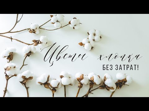 Видео: КАК СДЕЛАТЬ РЕАЛИСТИЧНЫЕ ЦВЕТЫ ХЛОПКА 🌺 САМЫЙ БЫСТРЫЙ И ЛЕГКИЙ СПОСОБ. СМОГУТ ВСЕ!