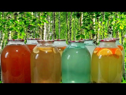 Видео: 4 Лучших, Надёжных и Проверенных Способа Заготовки Берёзового Сока без Потери Витаминов!