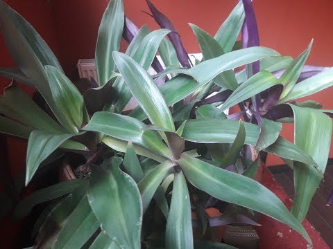 Видео: РЕО - родственник ТРАДЕСКАНЦИИ.  Всё об УХОДЕ и РАЗМНОЖЕНИИ.