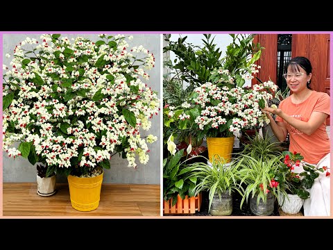 Видео: Цветите обильно с этим простым советом по уходу и узнайте самые долговечные цветы