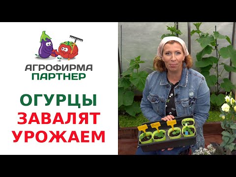 Видео: ОГУРЦЫ ЗАВАЛЯТ УРОЖАЕМ