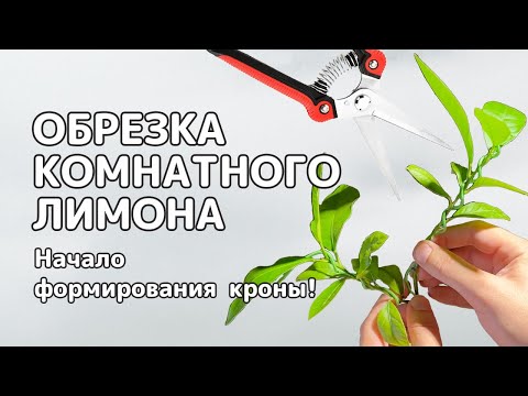 Видео: Первая ОБРЕЗКА КОМНАТНОГО ЛИМОНА | На пути к формированию кроны!