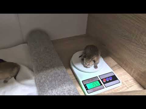 Видео: Батя взвешивает котят и Шанель 😊