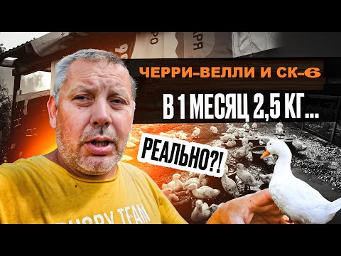 Видео: Утки Черри-Велли и СК-6: содержание, кормление и вес в 1 месяц. "Мое Подворье"🦆🦆🦆