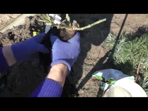 Видео: Весенняя посадка саженцев роз-особенности.Правильный уход за розами с первых дней