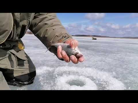 Видео: НАШЁЛ КРУПНУЮ ПЛОТВУ. ПОСЛЕДНИЙ ЛЁД.