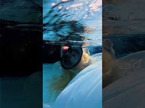 Видео: ХУРГАДА 🇪🇬 ПОДВОДНАЯ СЪЁМКА. ДОРОГО