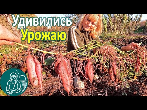 Видео: 🍠 Удивила поздняя посадка батата длинными черенками 🌱 Выращивание батата по технологии Гордеевых