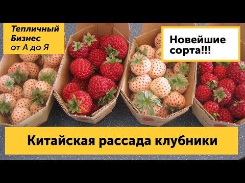 Видео: Китайская клубника. Посадка рассады фриго новейших сортов клубники из Китая.