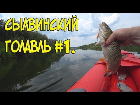 Видео: Сылвинский голавль #1.