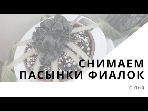 Видео: Снимаем пасынки фиалки с пня. Снятие всех пасынков и выборочно.