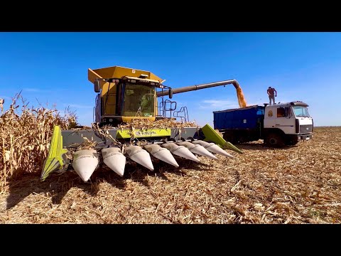 Видео: Працює Комбайн CAT LEXION 590R - супер машина для збору урожаю Кукурудзи 👍2024