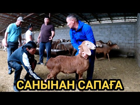 Видео: МАРАТ ҚОЙ ШАРУАШЫЛЫҒЫ-САНЫНАН САПАҒА (мал базар)