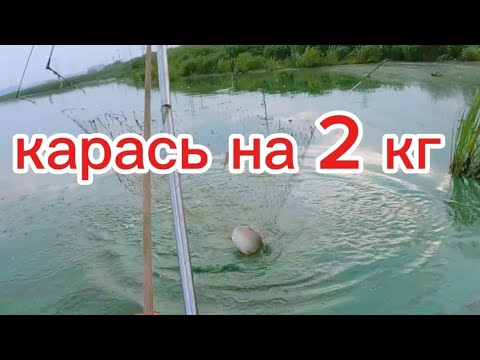 Видео: Речка цветёт, но сазанов и карасей я все равно поймал. #fishing #рыбалка #낚시 #рыба