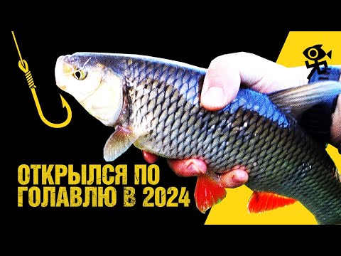 Видео: Рыбалка на голавля в мае на малой реке на спиннинг. Этот воблер спровоцировал все поклевки .