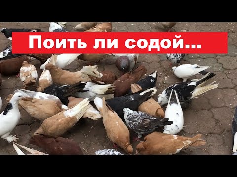 Видео: Несколько слов а нужно ли пропаивать пищевой содой (содовым раствором). 25.05.24 ЯРМАРКА ГОЛУБЕЙ.