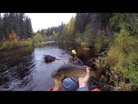 Видео: Тёмная вода, грибные берега.