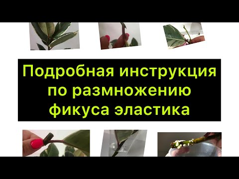 Видео: Как вырастить фикус из листа!? / Подробная инструкция по размножению Фикуса Эластика