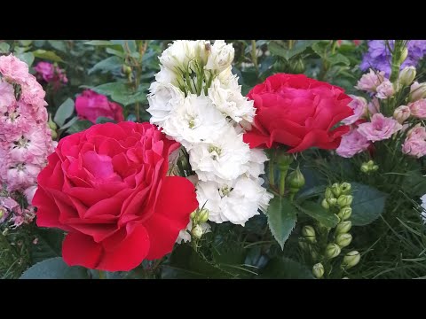 Видео: Цвет настроения- розы 🌹🌹🌹