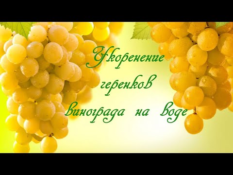 Видео: Укоренение черенков винограда на воде