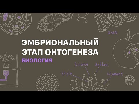Видео: Тема: Эмбриональный этап онтогенеза