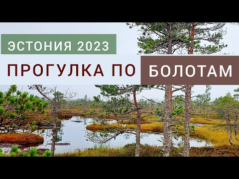 Видео: Эстония уезжаем. Первый день в пути #влог #эстония2023