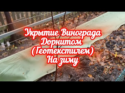 Видео: Укрытие винограда дорнитом (геотекстилем) на зиму. 24.11.24