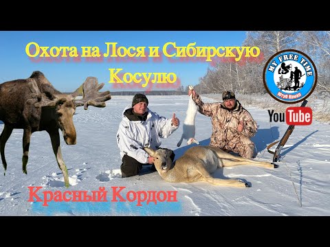 Видео: Охота на Лося и Сибирскую Косулю! Hunting